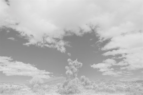 Rolling Vistas - Paige Craig