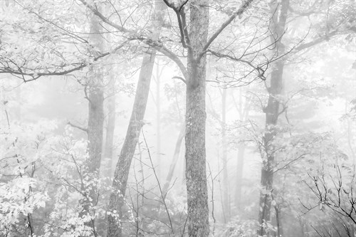 Celestial Woods - Paige Craig