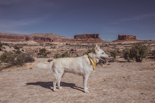 Desert Hound - Paige Craig