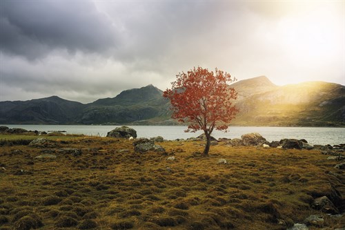 Nature's Spotlight - Andreas Stridsberg