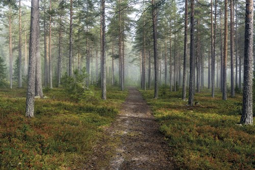 Forest Path - Andreas Stridsberg