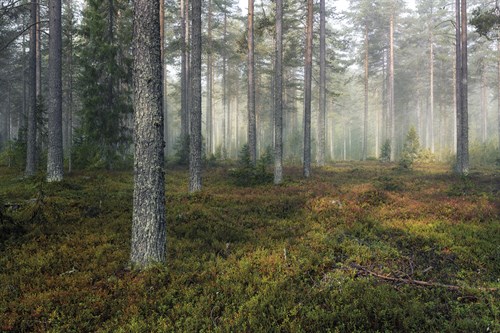 Unknown Path - Andreas Stridsberg