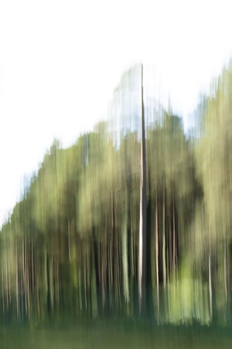 Nature Haze - Rapid - Matt Roseveare