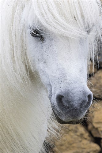 Close Up - Martin Zwick