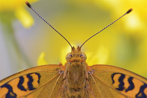 Natural Symmetry - Staffan Widstrand
