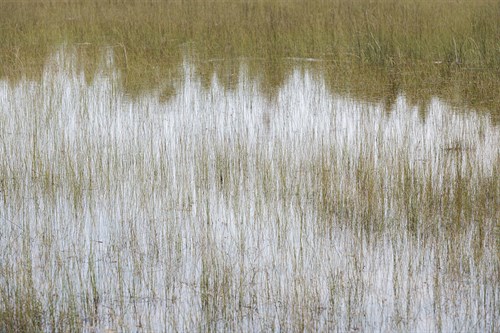 Reflective Marshes - Mike Toy