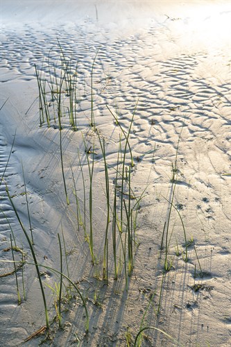 Rustic Sands - Sweep - Mike Toy