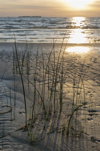 Rustic Sands - Drift - Mike Toy