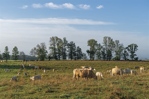 Herds Grazing - Mike Toy