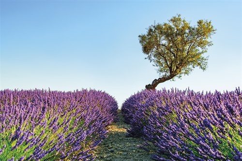 Lilac Lane - Manjik