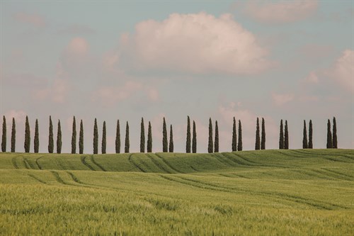 Linear Reflection - Irene Suchocki