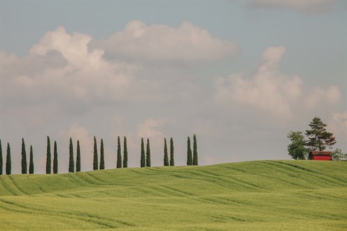 By The Treeline - Irene Suchocki