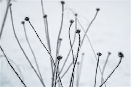 Frozen Buds - Andreas Stridsberg
