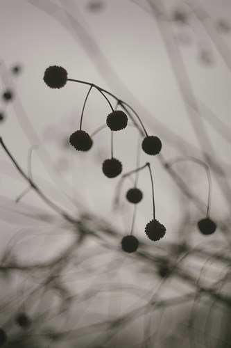 Faded Fall - Melody - Sarah Hart Morgan