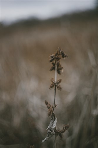 Faded Fall - Solo - Sarah Hart Morgan