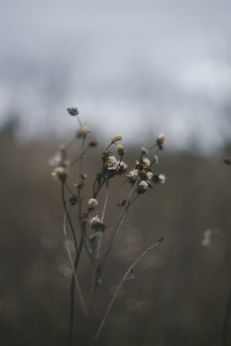 Faded Fall - Chorus - Sarah Hart Morgan
