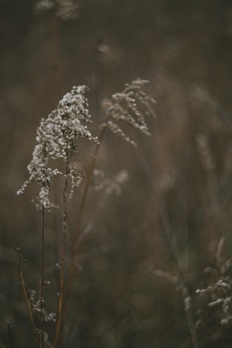 Faded Fall - Harmony - Sarah Hart Morgan
