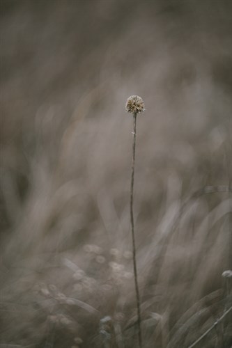 Faded Fall - Chime - Sarah Hart Morgan