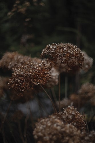 Opulent Nature - Bud - Sarah Hart Morgan