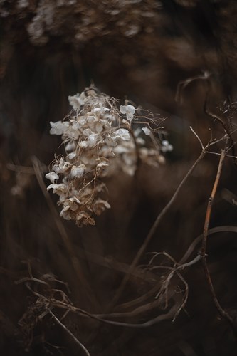 Opulent Nature - Thrive - Sarah Hart Morgan