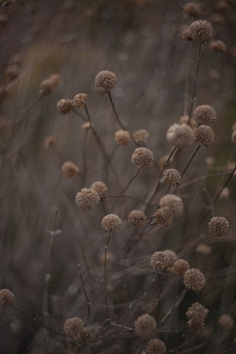 Opulent Nature - Flourish - Sarah Hart Morgan