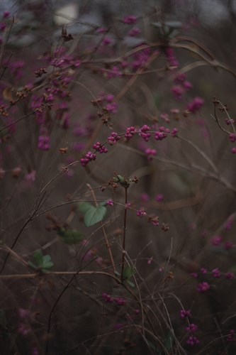 Opulent Nature - Grown - Sarah Hart Morgan