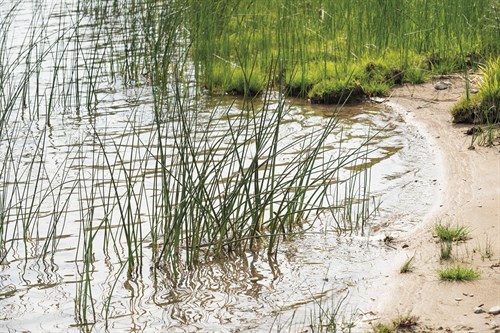 Rushing Reeds - Mike Toy