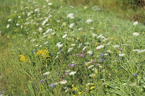 Wildflower Ponder - Mike Toy