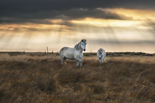 Prance - Andreas Stridsberg