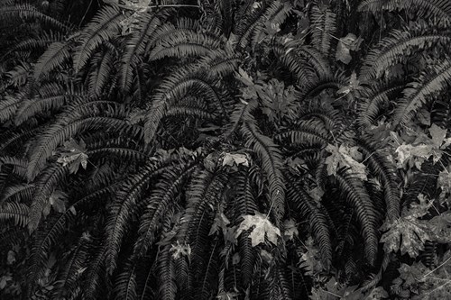 Wild Vista - Andrew Geiger