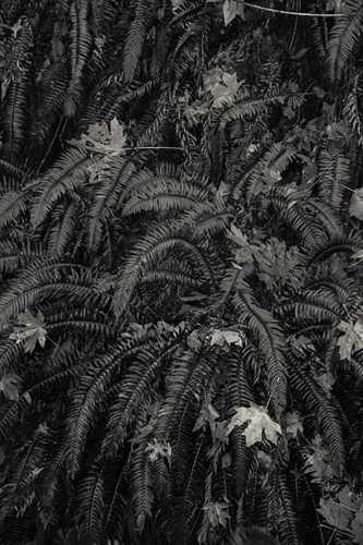 Wild Views - Andrew Geiger