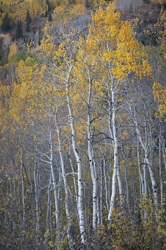 Aspen Fall - Joe Cornish