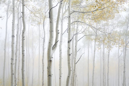 Soft Light - Joe Cornish