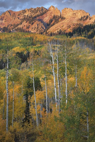 Aspen Wilderness - Joe Cornish