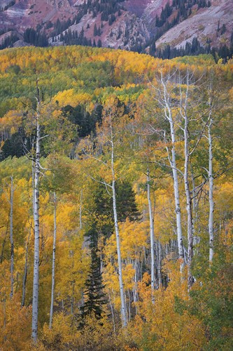 Aspen Escape - Joe Cornish