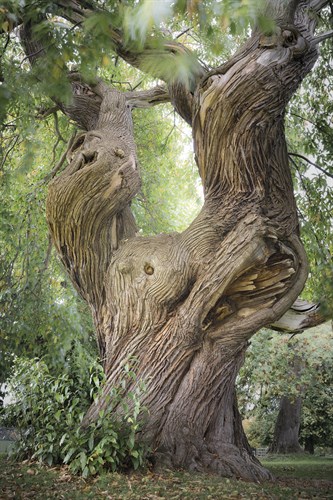 Sweet Chestnut - Joe Cornish