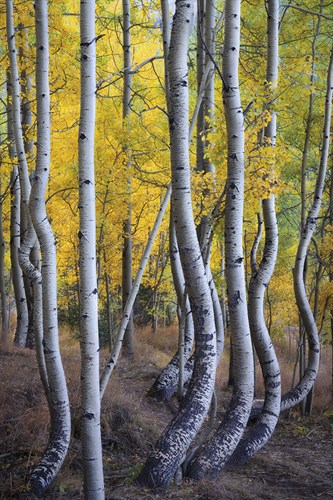 Kneeling Aspens - Joe Cornish