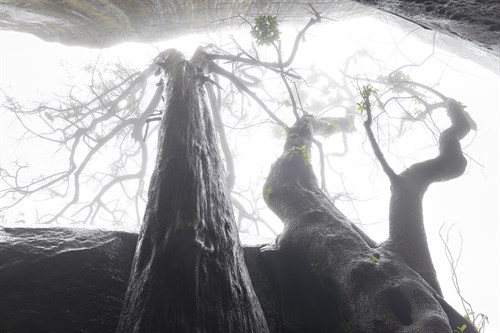 Ethereal Trees - Joe Cornish