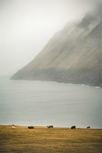 Cliff Grazing - Florian Schleinig