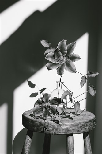 Minimal Noir - Flower - Sarah Hart Morgan