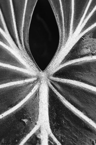 Leaf Abstract - Flow - Wink Gaines