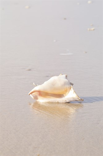 Ocean Treasure - Collect - Carina Okula