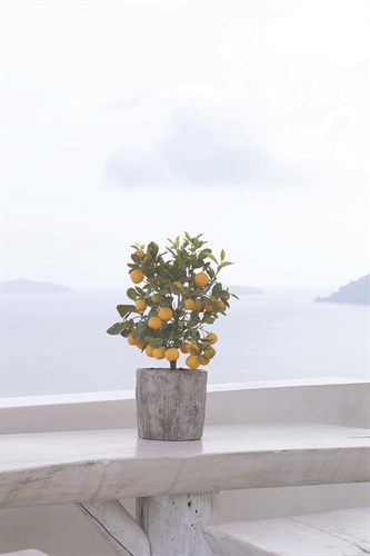 Citrus Corner - Carina Okula