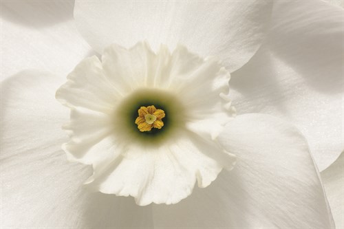 Harmony Floral - Ben Wood