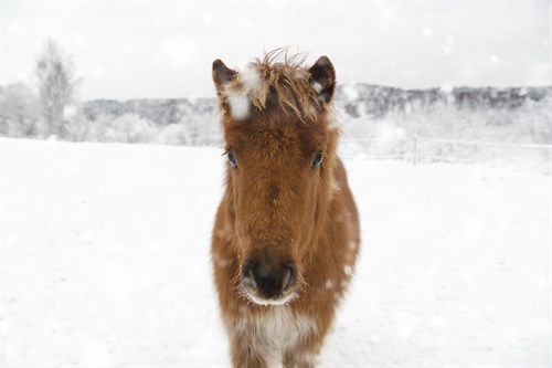 Frosted Equine - Andreas Stridsberg