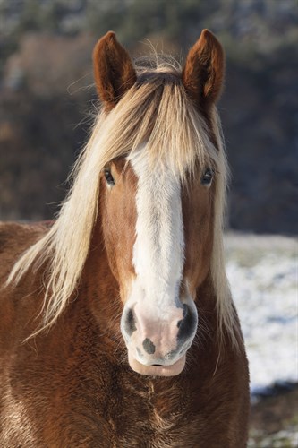 Equine Gaze - Tim Mannakee
