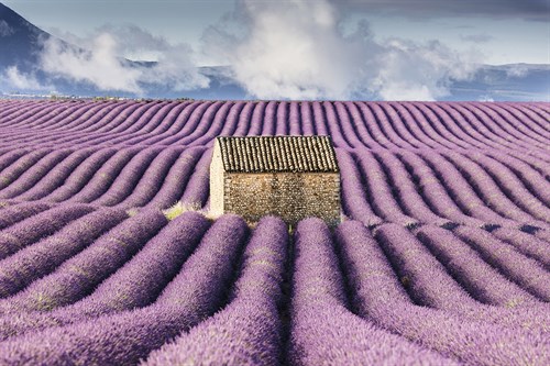 Lavender Fields - Tim Mannakee