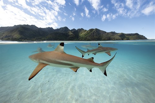 Surreal Ocean - Glide - Nathan Secker