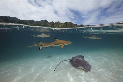 Surreal Ocean - Drift - Nathan Secker
