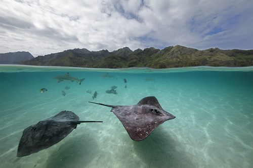 Surreal Ocean - Skate - Nathan Secker